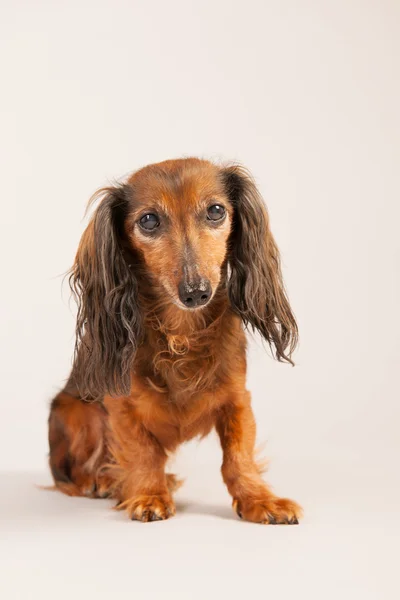 Dachshund på beige bakgrunn – stockfoto