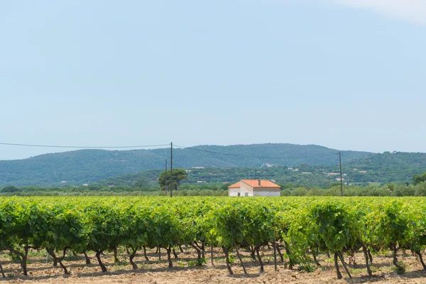 Weinberg in Frankreich — Stockfoto