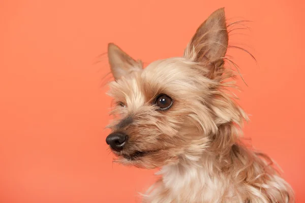 Yorkshire- terrier – stockfoto