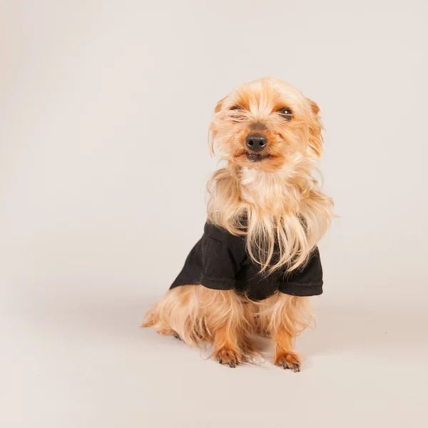 Yorkshire terrier — Stockfoto