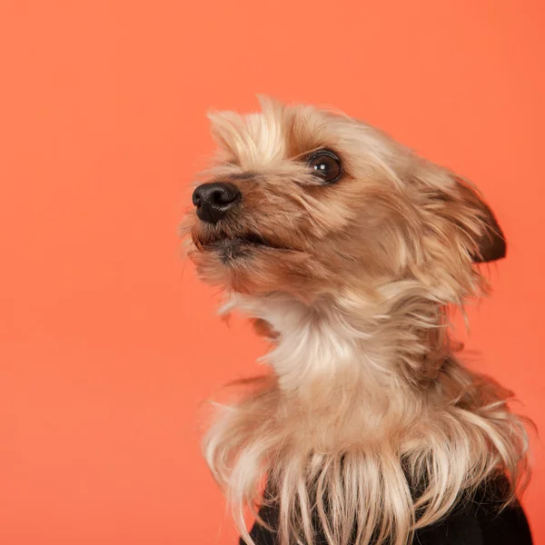 Yorkshire terrier — Fotografia de Stock