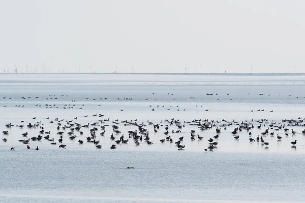 Brent gooses in wadden sea — Stock Photo, Image