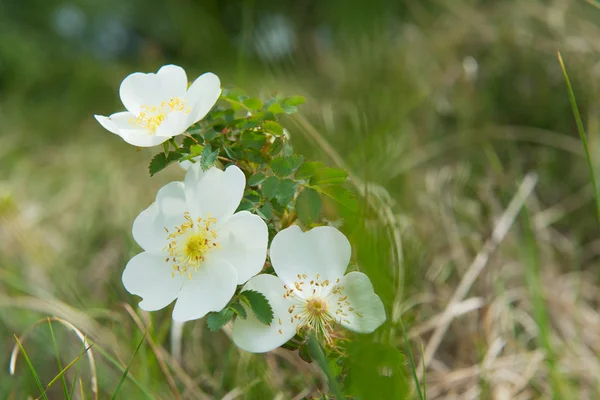 Róża biała Burnet — Zdjęcie stockowe