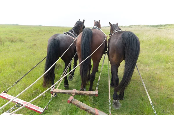 Horses with tilt car at the coast — Stock Photo, Image