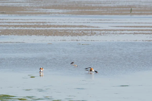 Gemeine Enten auf Nahrungssuche im Wattenmeer — Stockfoto