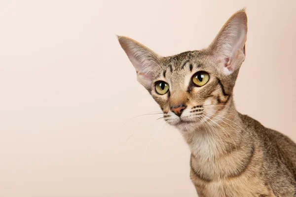 Oriental gato shorthair — Fotografia de Stock