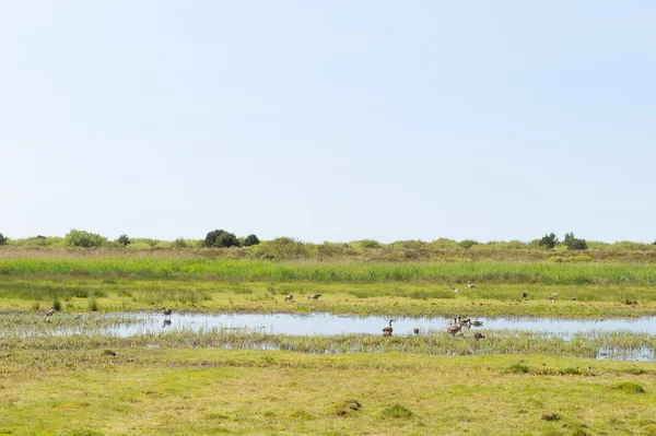 Gooses in nature — Stock Photo, Image