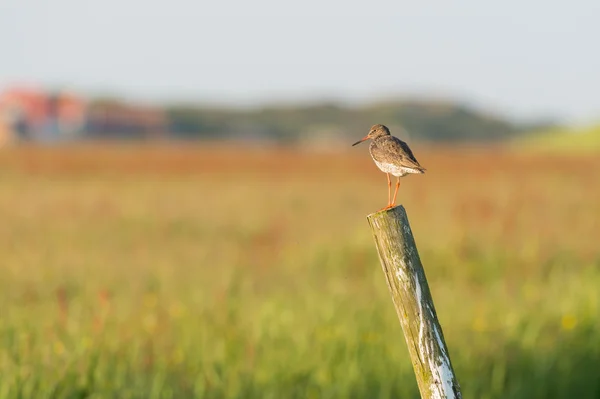 Common redshank on wooden fence — Stock Photo, Image