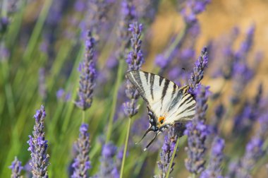 Eski Dünya swallowtail kelebek lavanta üzerinde