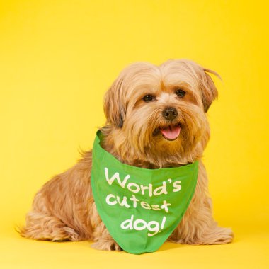 Dünyanın en şirin köpeği