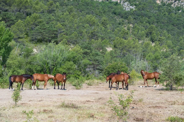 Caballos en la naturaleza — Foto de Stock