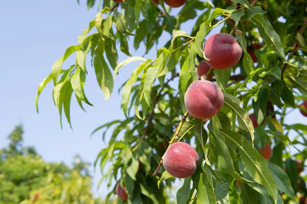 Nectarinas maduras en el árbol — Foto de Stock
