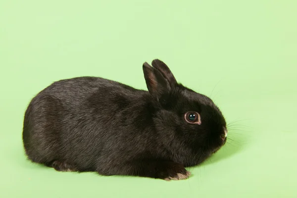 Black konijn op groene achtergrond — Stockfoto