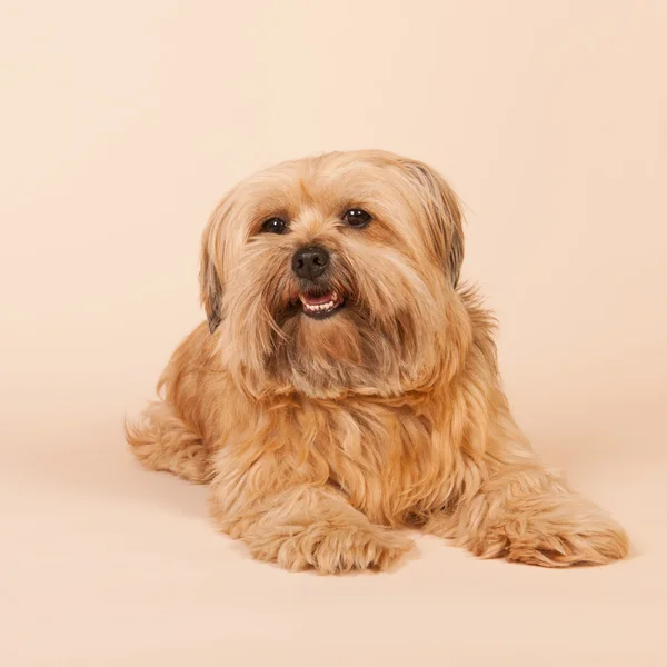 Liten långhårig hund på beige bakgrund — Stockfoto