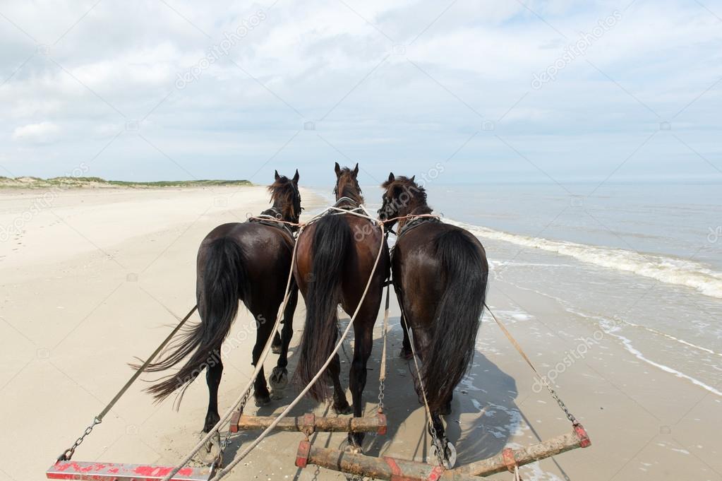 Horses at the beach