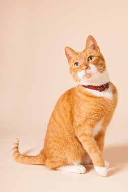 Bej renkli arka plan üzerinde kırmızı kedi