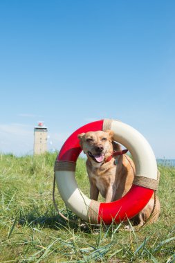 rescue dog at the coast clipart
