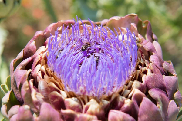 Fältet kronärtskocka med lila blommor — Stockfoto