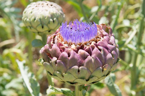 Field artichoke with purple flowers — Stock Photo, Image
