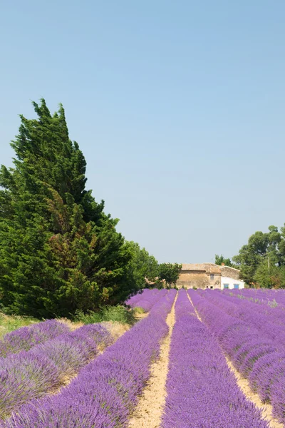 Lavender in France — Stock Photo, Image