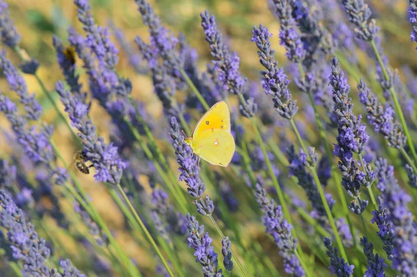 Common brimstone butterfly on Lavender — Stock Photo, Image