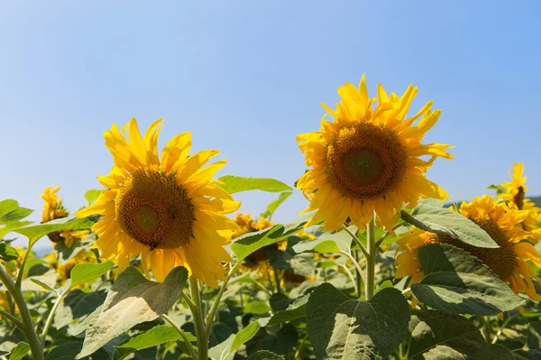 Field Sunflowers — Stock Photo, Image