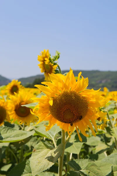 Field Sunflowers — Stock Photo, Image