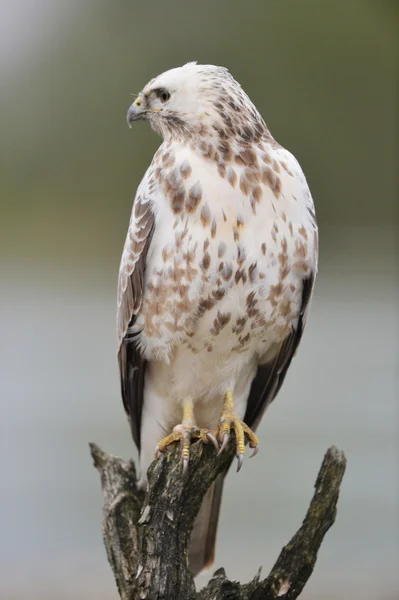 Common blonde buzzard — Stock Photo, Image