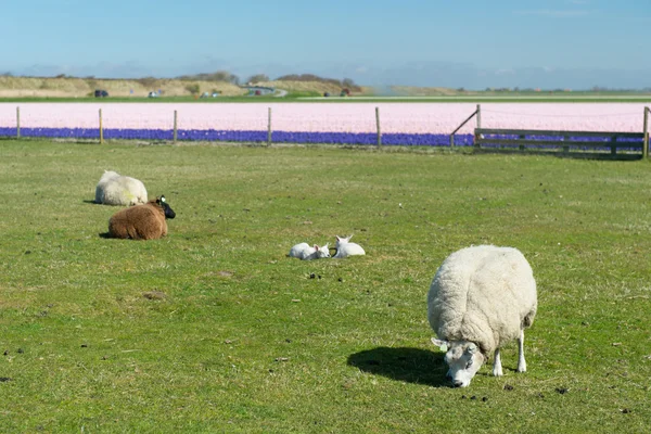 Sheep in front of flower bulbs — Stock Photo, Image