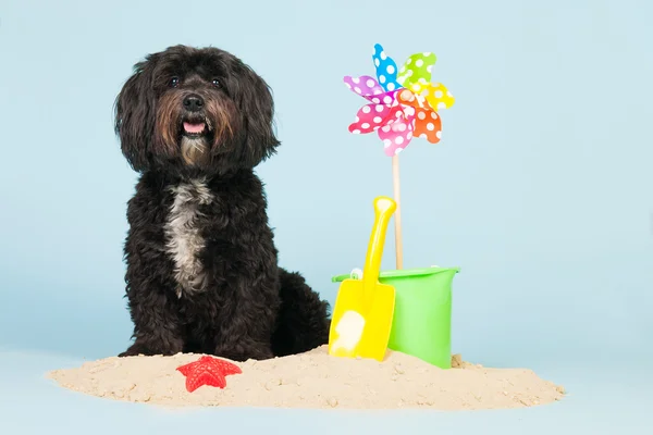 犬のための休暇 — ストック写真