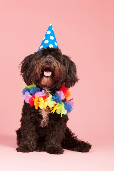 Perro de cumpleaños — Foto de Stock