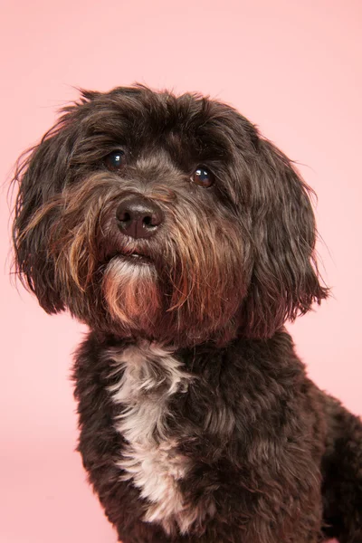 Terrier tibetano su sfondo rosa — Foto Stock