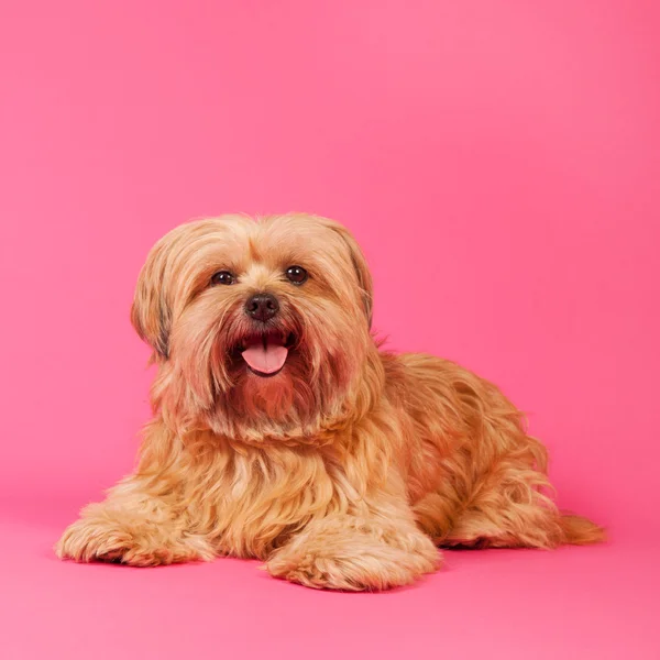 Piccolo cane dai capelli lunghi su sfondo rosa — Foto Stock