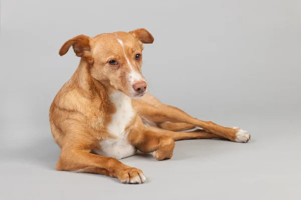 Andaluský pes — Stock fotografie