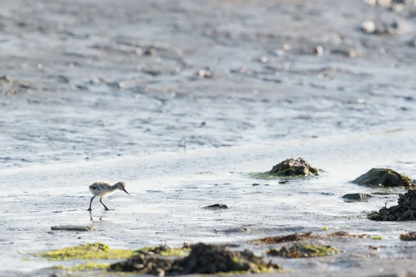 Авосет-цыпочка — стоковое фото