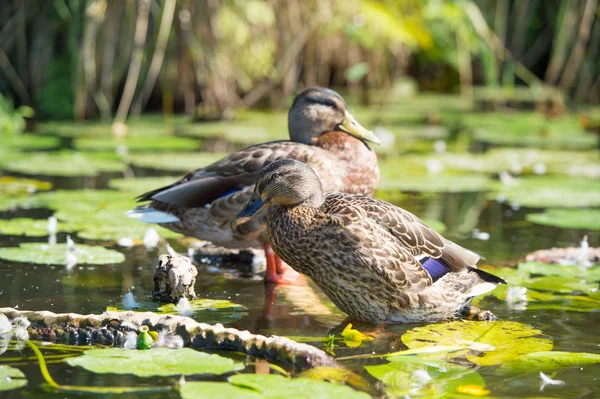 Female Mallard ducks — Stock Photo, Image