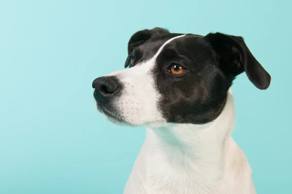 Siyah ve beyaz köpek — Stok fotoğraf