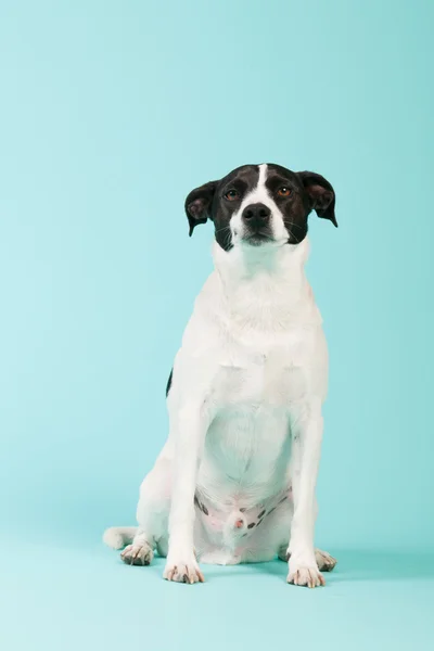 Schwarzer und weißer Hund — Stockfoto