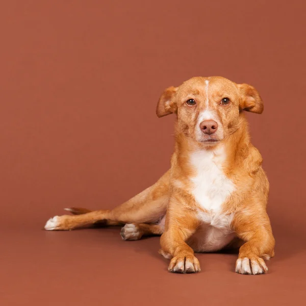 Pies andaluzyjski — Zdjęcie stockowe