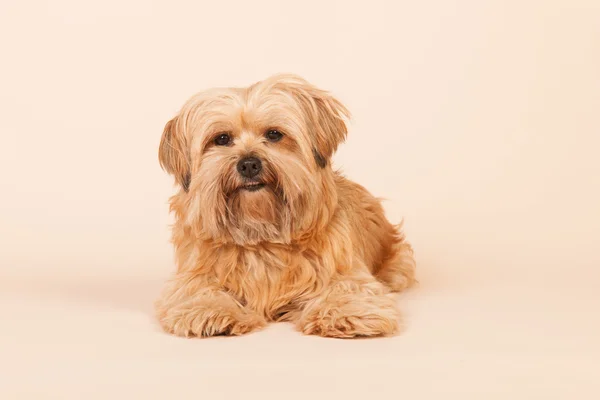 Petit chien aux cheveux longs sur fond beige — Photo