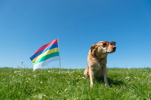 Dog laying in grass on Dutch island — Stock Photo, Image