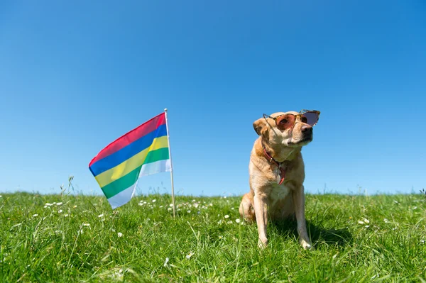 Perro en holandés Terschelling —  Fotos de Stock