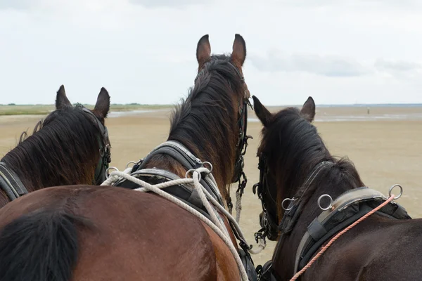 Cavalli con tilt car sulla costa — Foto Stock