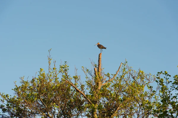 Diablillo cola de bar en el árbol — Foto de Stock