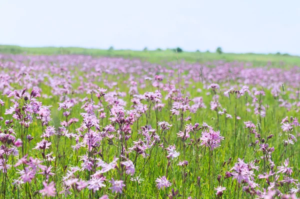 Lychnis mező virágok — Stock Fotó