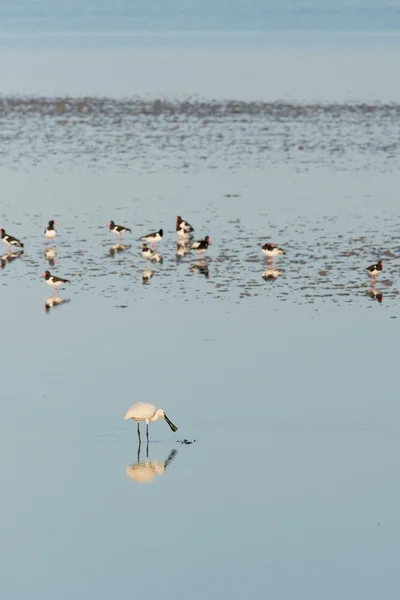 Spoonbills en el mar ancho holandés — Foto de Stock