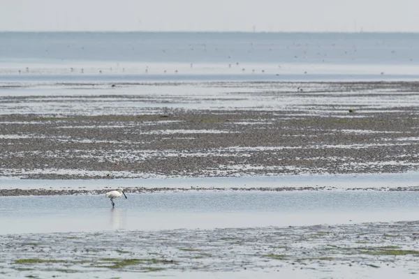Spoonbills in Dutch wadden sea — Stock Photo, Image