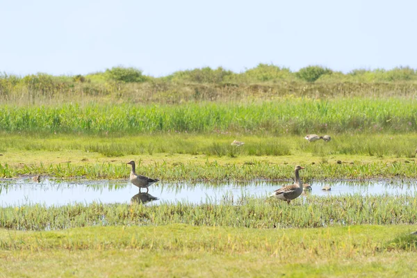 Gooses dans la nature — Photo