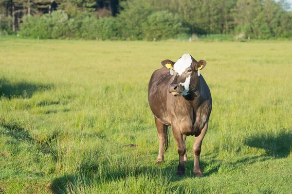 Grazing Hereford cows — Stock Photo, Image