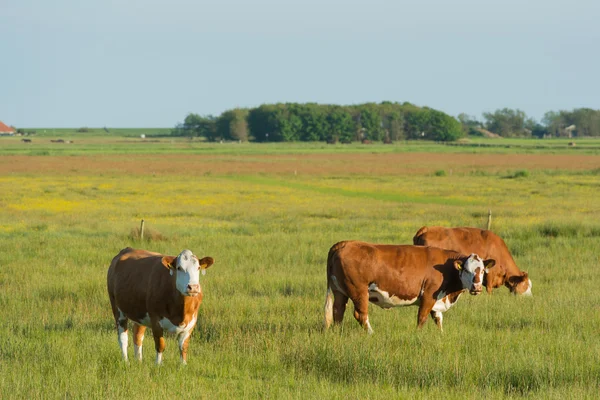 Grazing Hereford cows — Stock Photo, Image